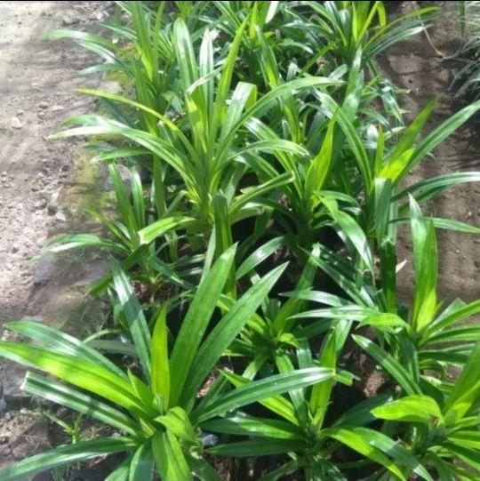 Product detail media - 2