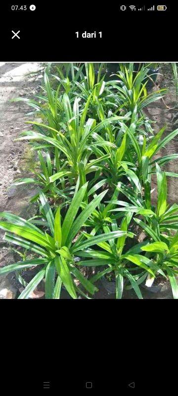 Product detail media - 1