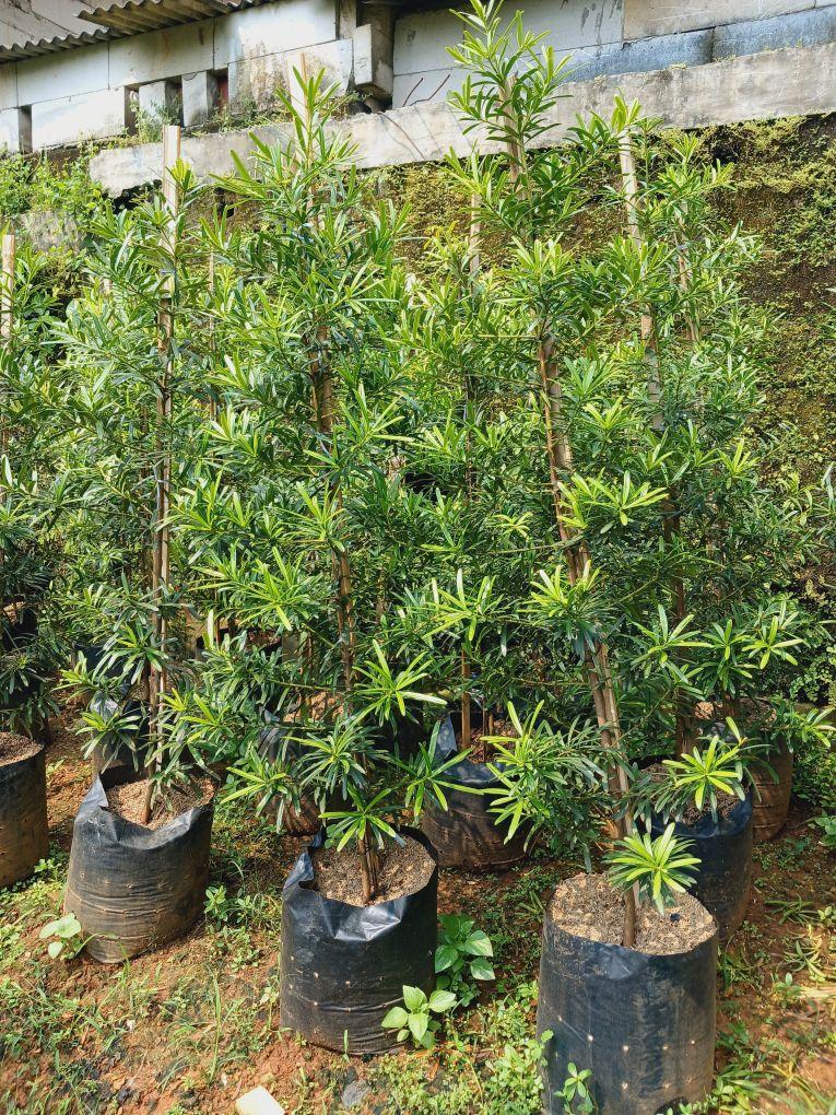 Product detail media - 2