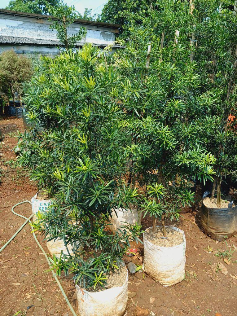 Product detail media - 1